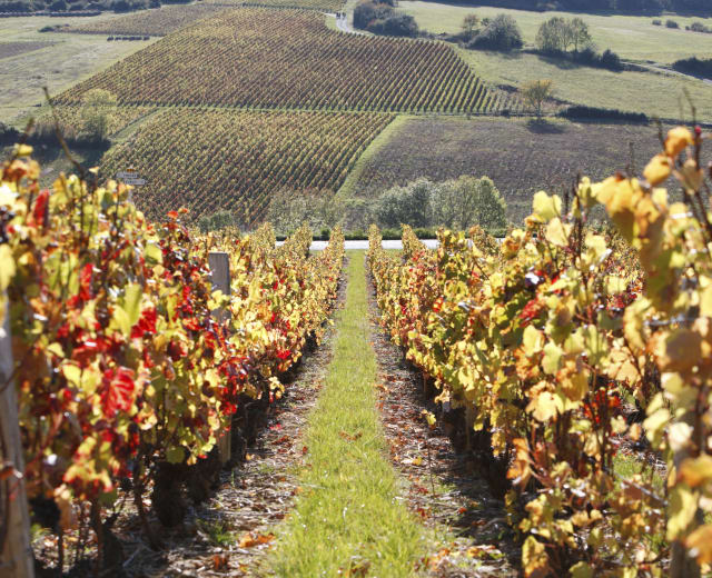 Tour des Vignobles Savoyards