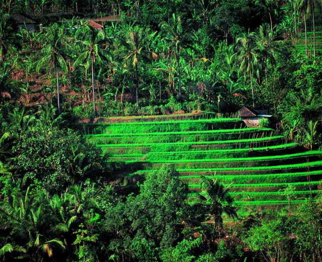 Calme et sérénité à Bali