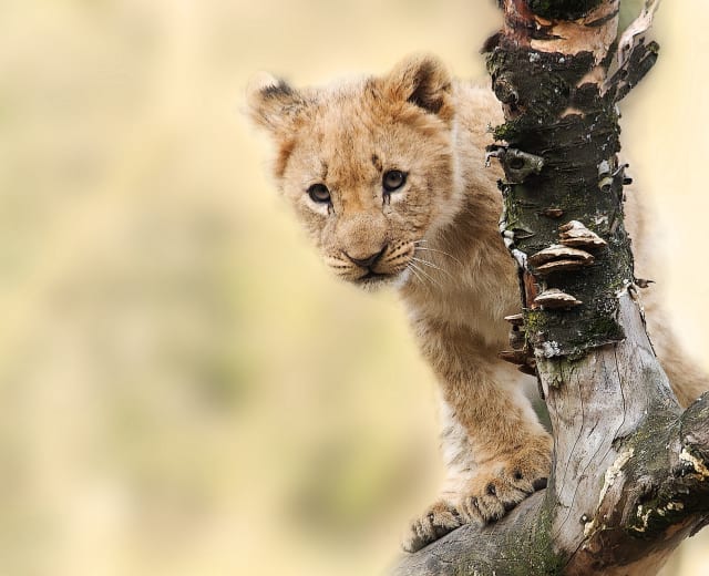 Safari guidé privé en Tanzanie