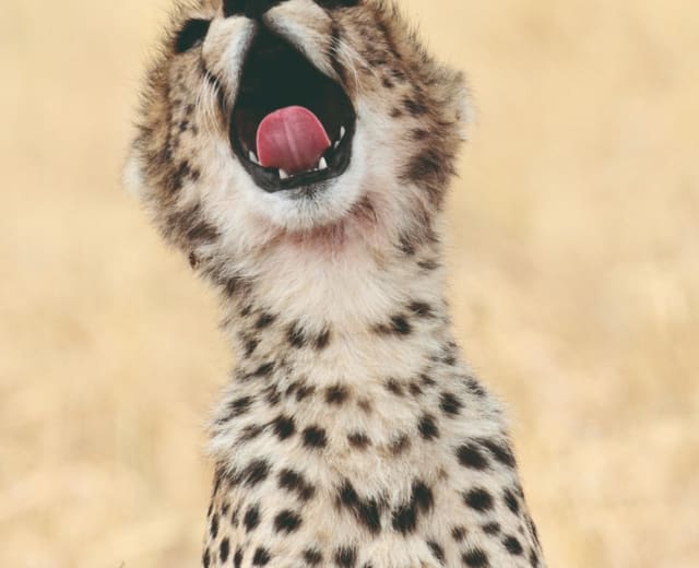 Grande migration du Serengeti et du Ngorongoro - safari de 4 jours standard