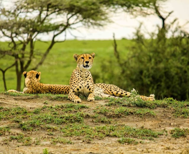 5 jours de safari: Le meilleur de la Tanzanie