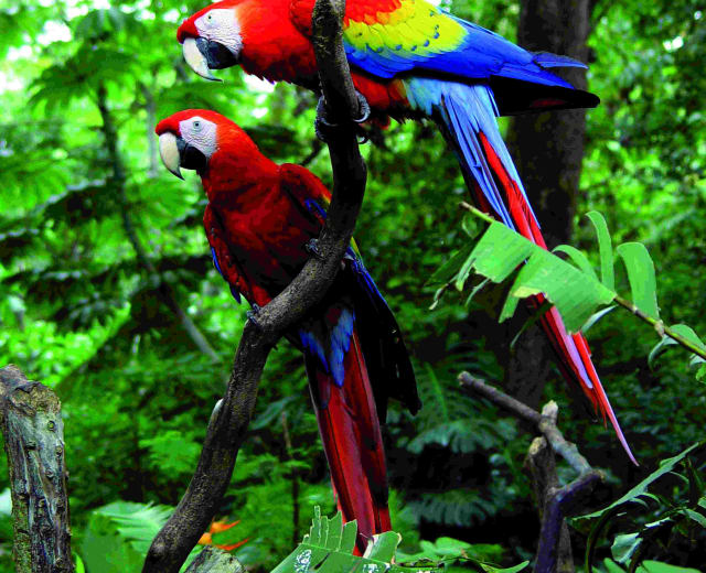 Merveilles naturelles du Costa Rica