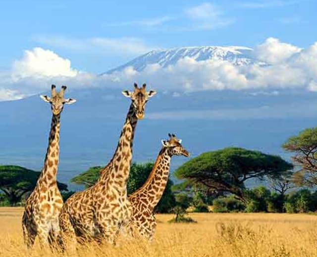 1 semaine au cœur des parcs nationaux du Kenya