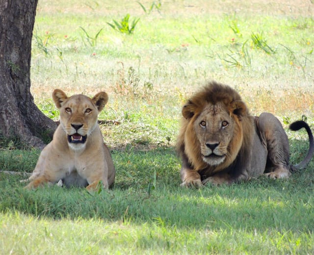 5 jours de vie parmi les lions - Moyenne gamme