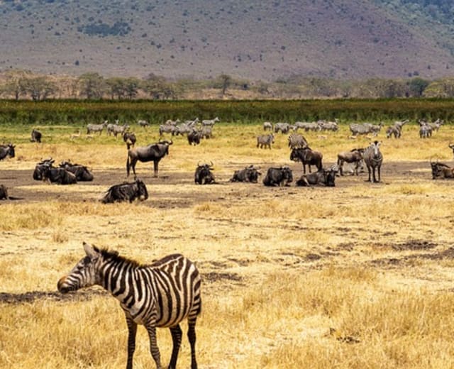 Safari de 6 jours dans le nord de la Tanzanie