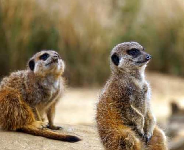 Safari au Kenya : itinéraire de 9 jours  pour voir les Big five