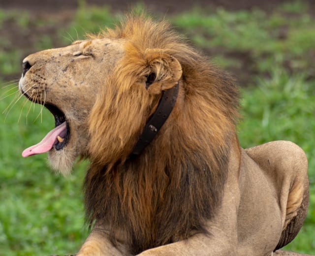 12 jours en Ouganda exclusif de milieu de gamme avec gorilles et safari animalier