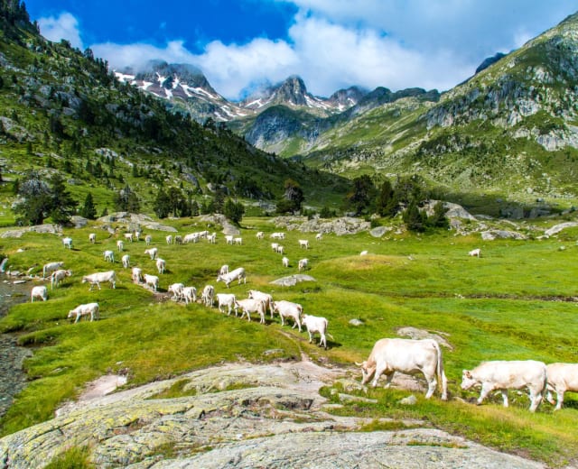 Réveillon en Raquettes dans les Pyrénées