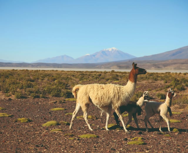 Les grands espaces en Bolivie