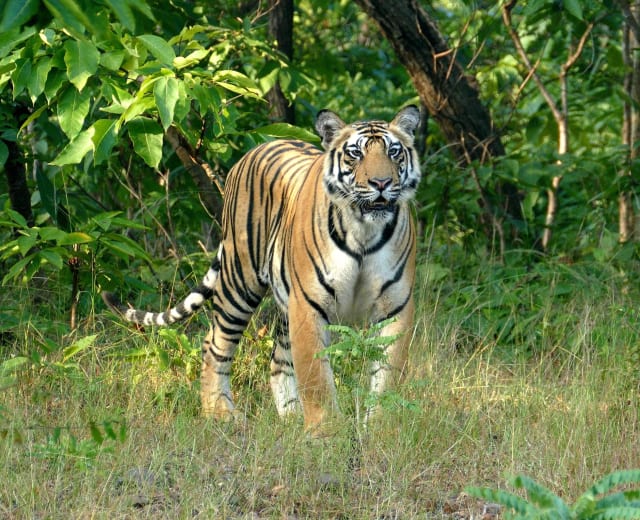 Échos de la Jungle : Safari dans la Réserve de Bandhavgarh