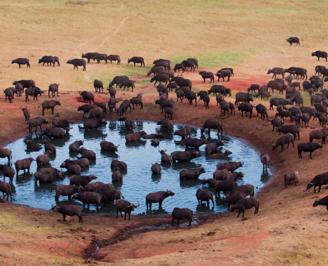 6 jours de safari de migration en Tanzanie