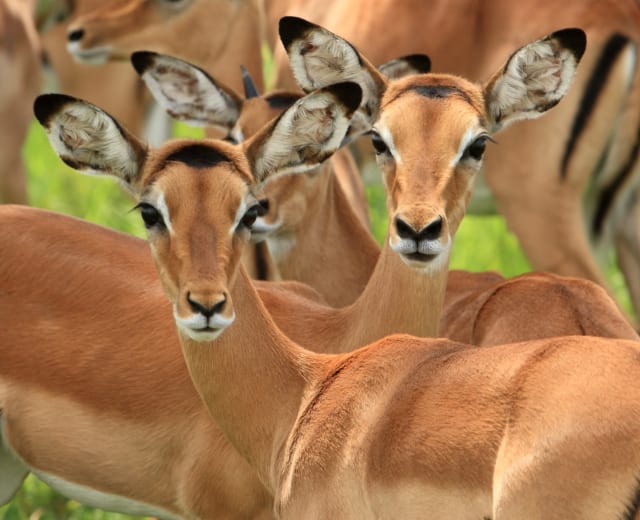 Grand safari de migration en Tanzanie
