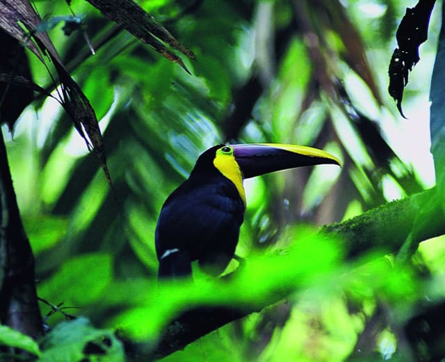 Au plus proche de la nature du Costa Rica et des locaux