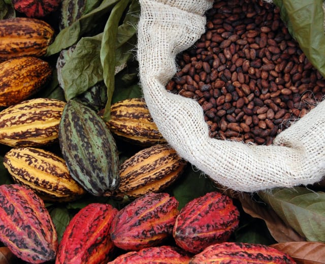 La route du cacao