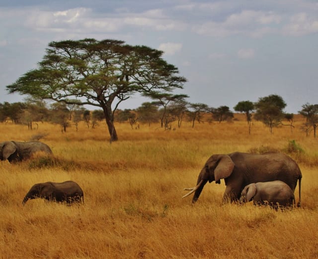 Safari en camping de 4 jours - (Rejoignez d'autres voyageurs en Tanzanie)