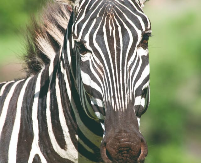 7 jours de Safari classique en Tanzanie