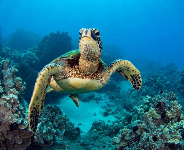 8 jours de visite des îles Galápagos (San Cristobal - Santa Cruz - Isabela)