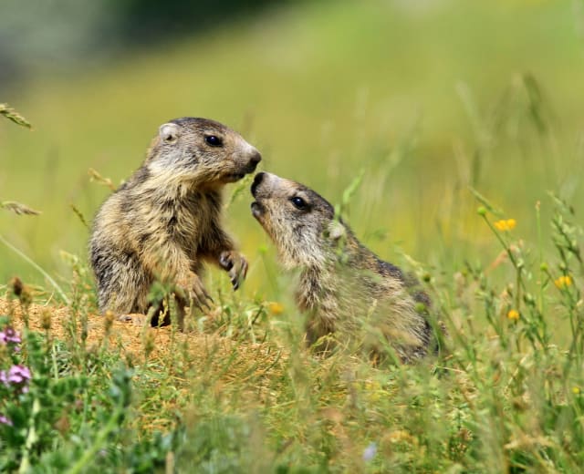 Découvrez l'art de la photo animalière dans le Jura