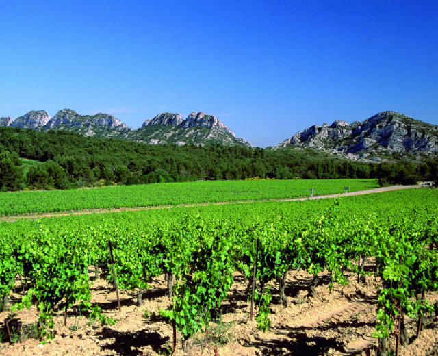 Découverte des vignobles du Golfe de Saint-Tropez