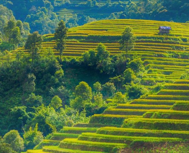 Les Rizières en terrasse au Nord-Ouest du Vietnam en 7 jours et 6 nuits