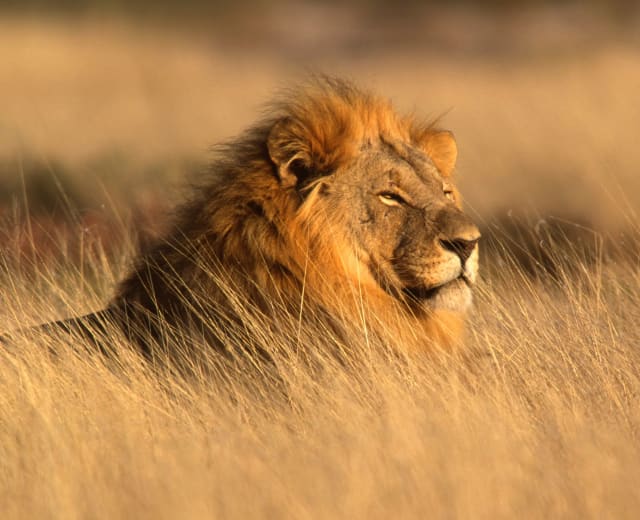L'essence de Namibie