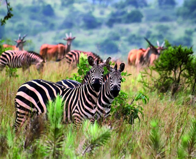 8 jours de safari au Rwanda