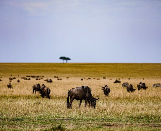 La traversée des gnous en Serengeti