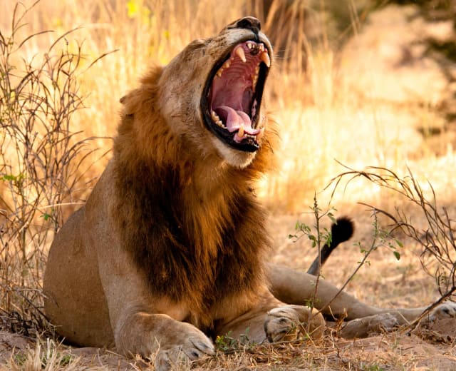 Safari animalier de 5 jours