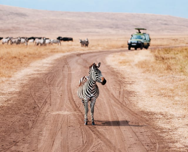 5 jours Big 5 Safari Tanzanie