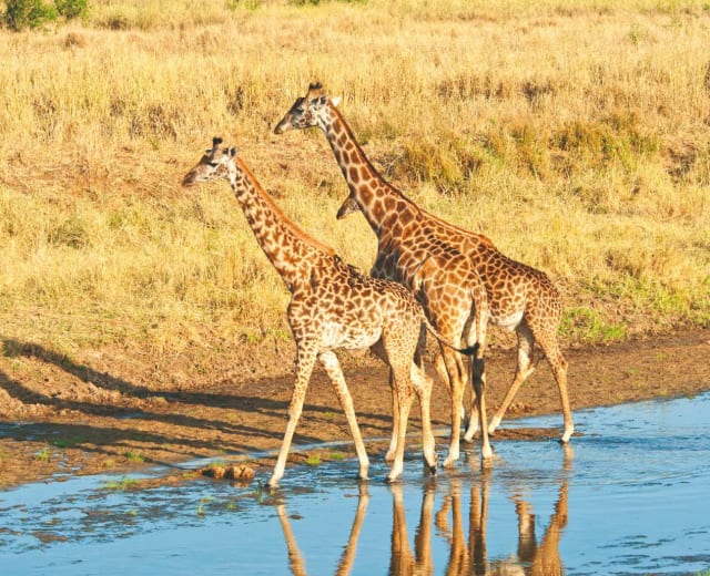 Safari nature en Tanzanie