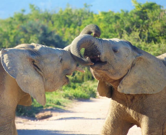 Safari à la découverte du Big Five - 5 jours