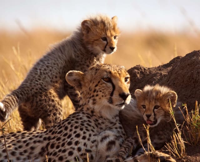 6 jours de merveilleux safari en groupe au Kenya : Masai Mara NR-Lake Nakuru NP- Amboseli NP