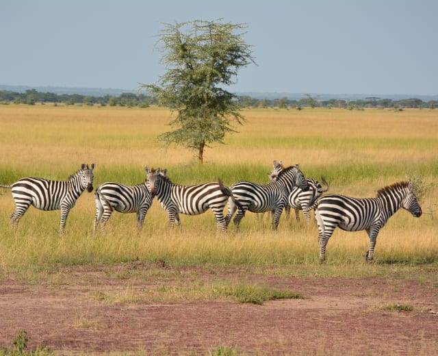 LE SAFARI BEBE GNUS EN 11 JOURS