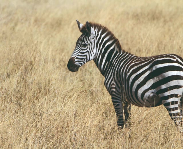 Big Five Serengeti Luxury Safari