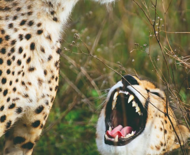 5 jours 4 nuits de Safari