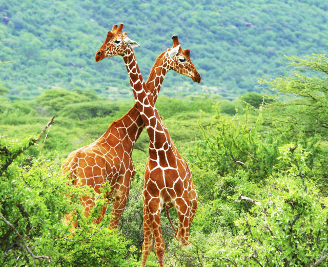Kenya Plage et safari dans la brousse