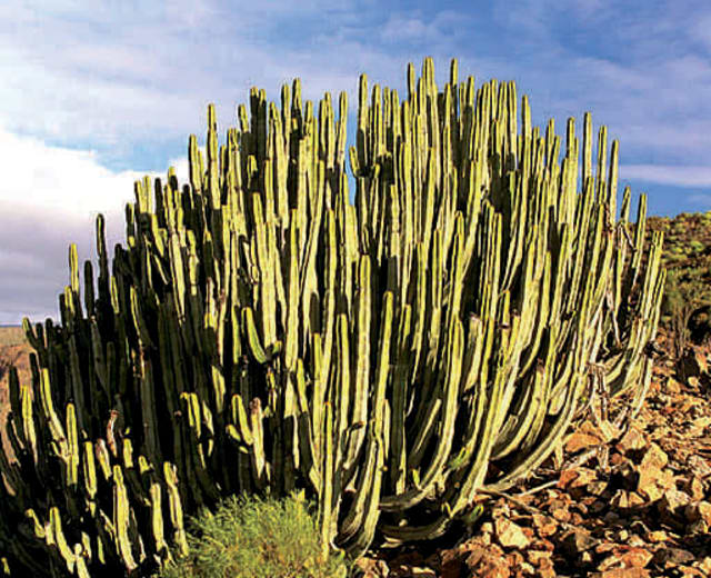Voyagez à Gran Canaria un continent en miniature