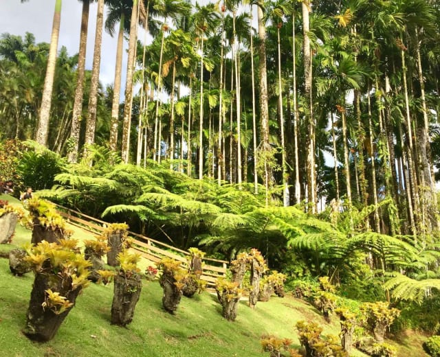 La Martinique du Sud au Nord en 8 jours