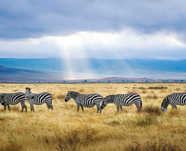 Serengeti,Ngorongoro and Tarangire Parc National