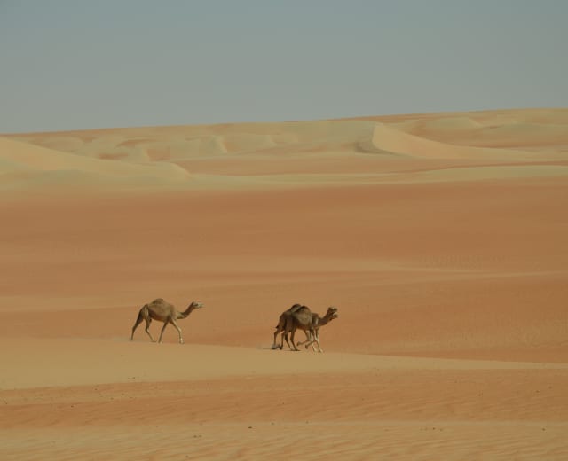 Arabia Felix