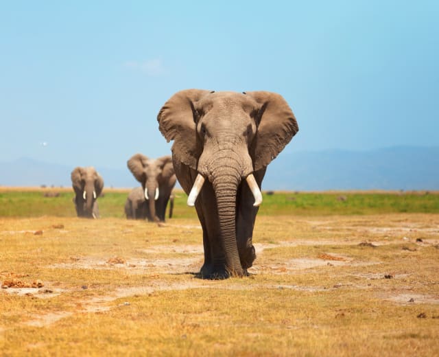 Kenya Wildlife and Scenic Safari