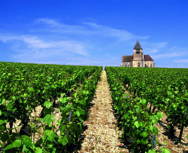 Wine Tour en Côte de Nuits