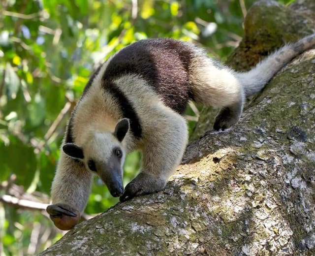 De la côte Caraïbe au Pacifique du Costa Rica