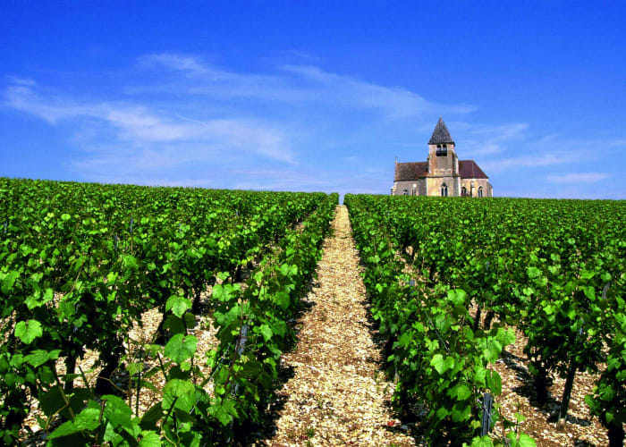 Tour en trottinette électrique dans les vignes