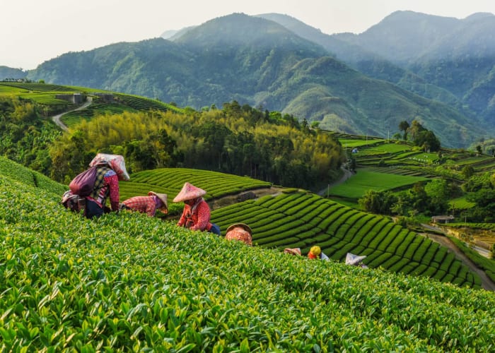 Munnar Randonnée