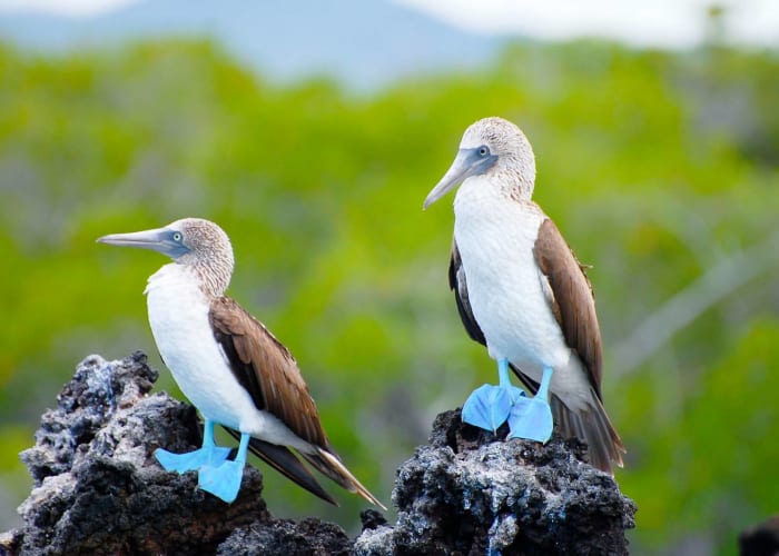 Le trésor des Galápagos : le snorkeling à Kicker Rock