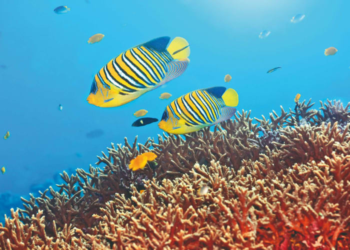 Hulhumale Lagoon - Eyboodhoo Lagoon - 2h00