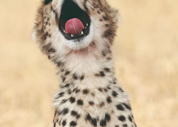 Parc national du Serengeti - Karatu