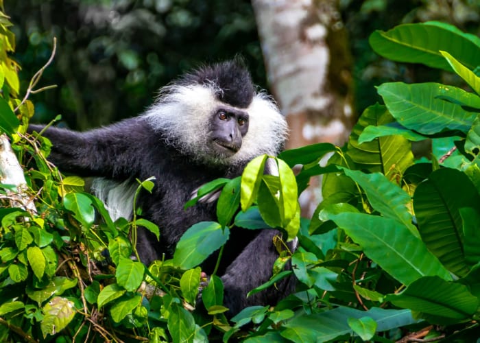 Trekking des chimpanzés et visite des plantations de thé