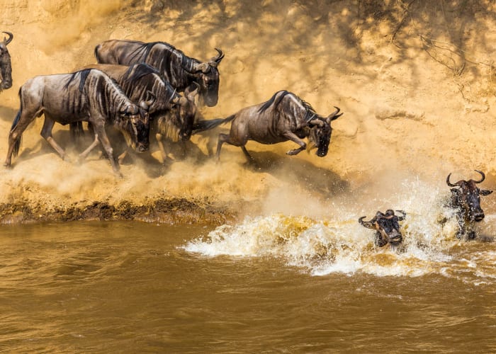 Masai Mara